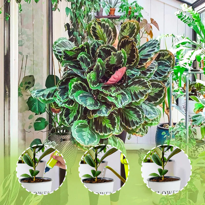 Nutriente líquido para plantas externas e internas - Image 8